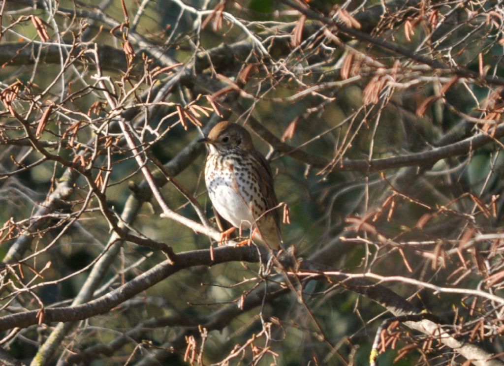 conferma identificazione