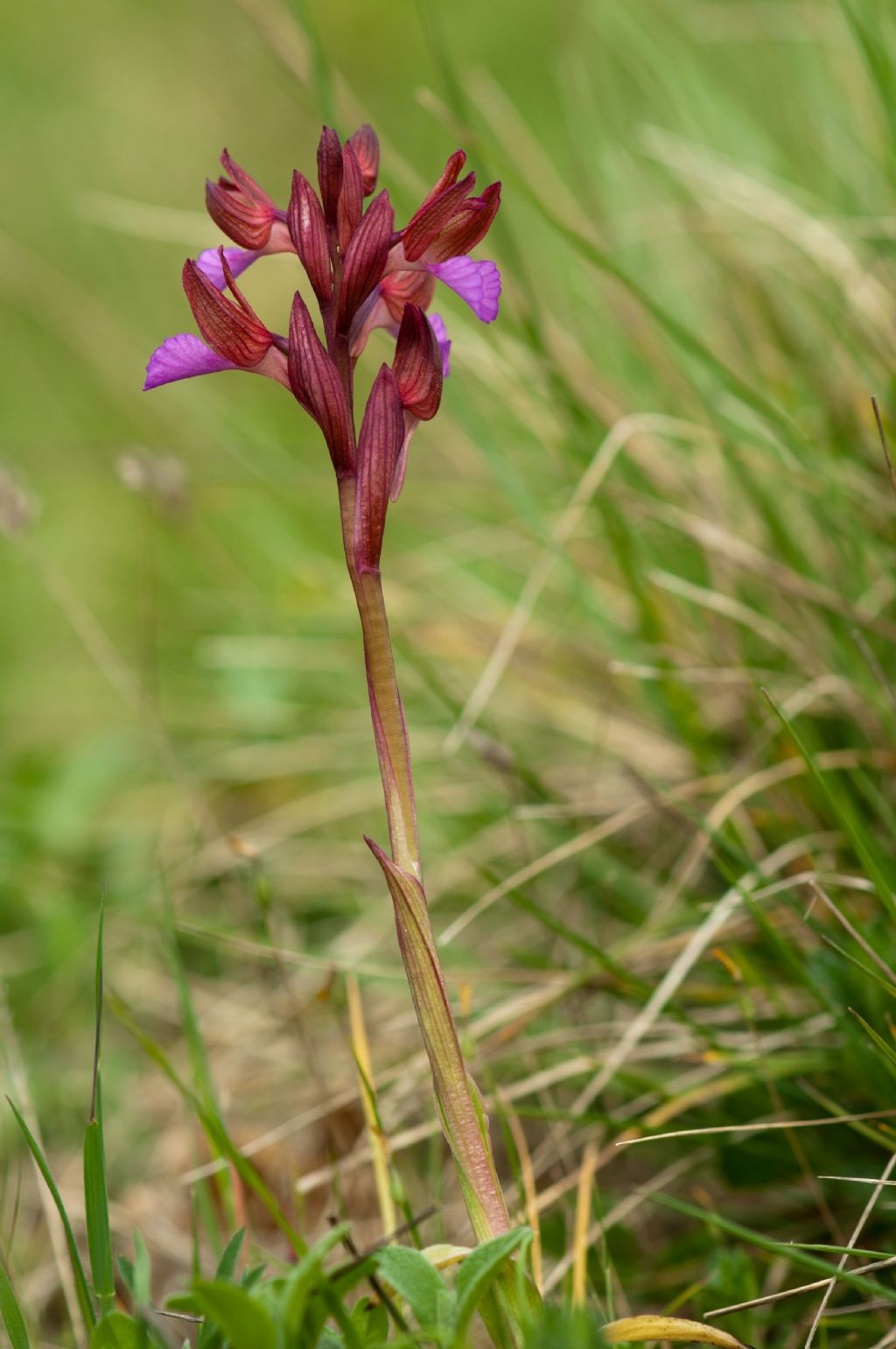 Anacamptis papilionacea / Orchidea farfalla