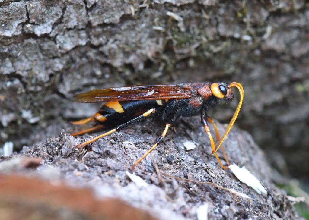 Urocerus augur (Siricidae)