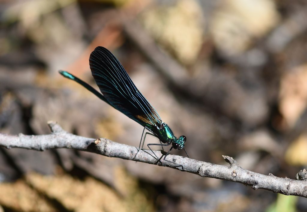 Calopteryx virgo meridionalis, maschio