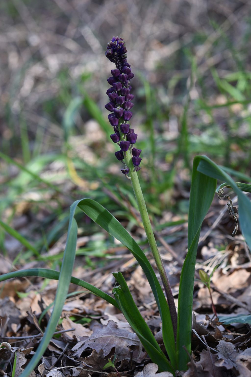 Muscari comosum