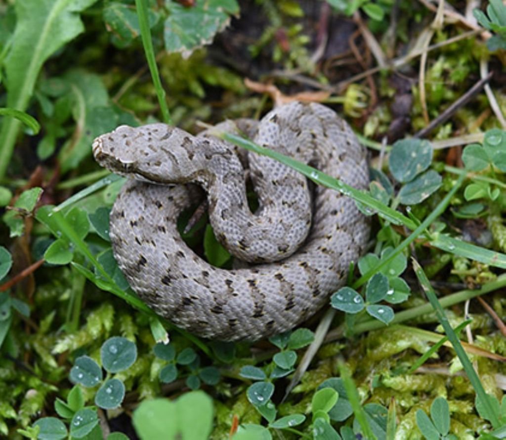 identificazione:   Vipera aspis francisciredi, giovane maschio