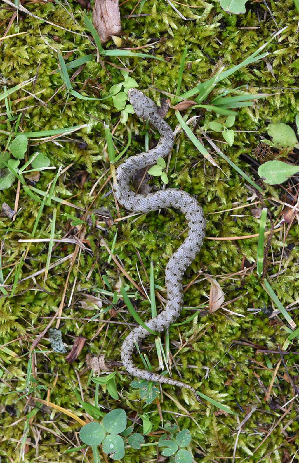 identificazione:   Vipera aspis francisciredi, giovane maschio