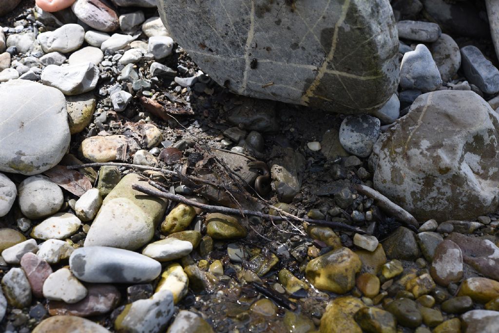 Luscengola (Chalcides chalcides)