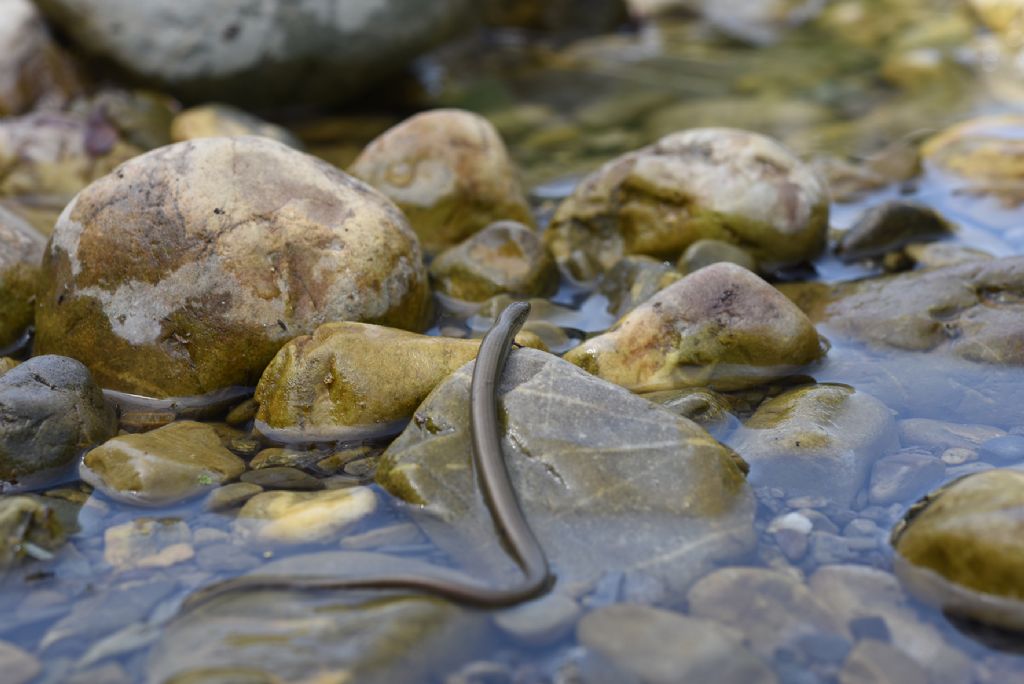 Luscengola (Chalcides chalcides)