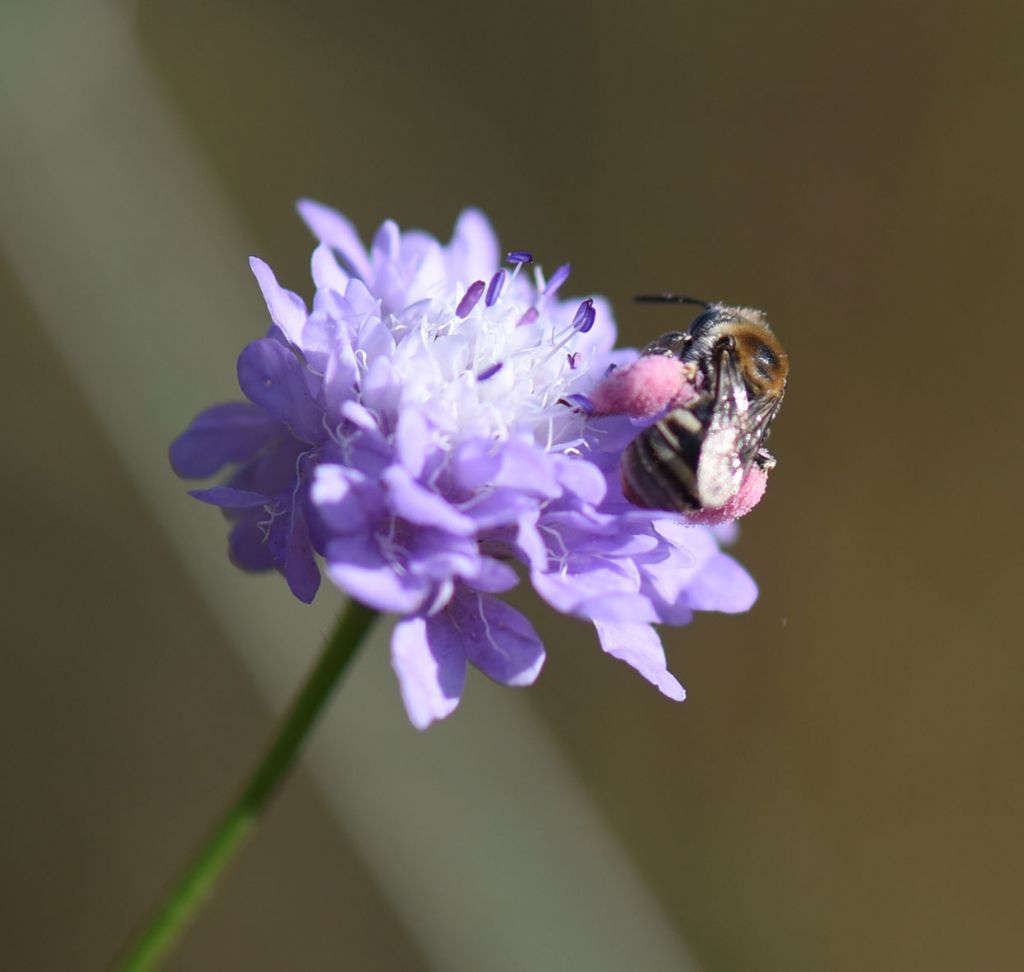 identificazione: cfr. Colletes sp. (Apidae Colletinae)