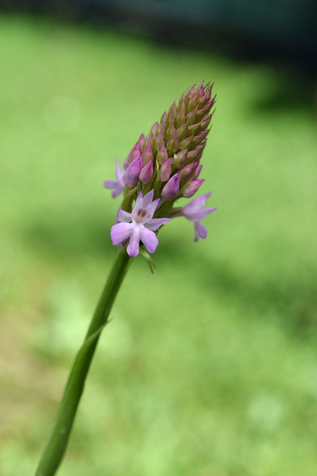 Anacamptis pyramidalis?