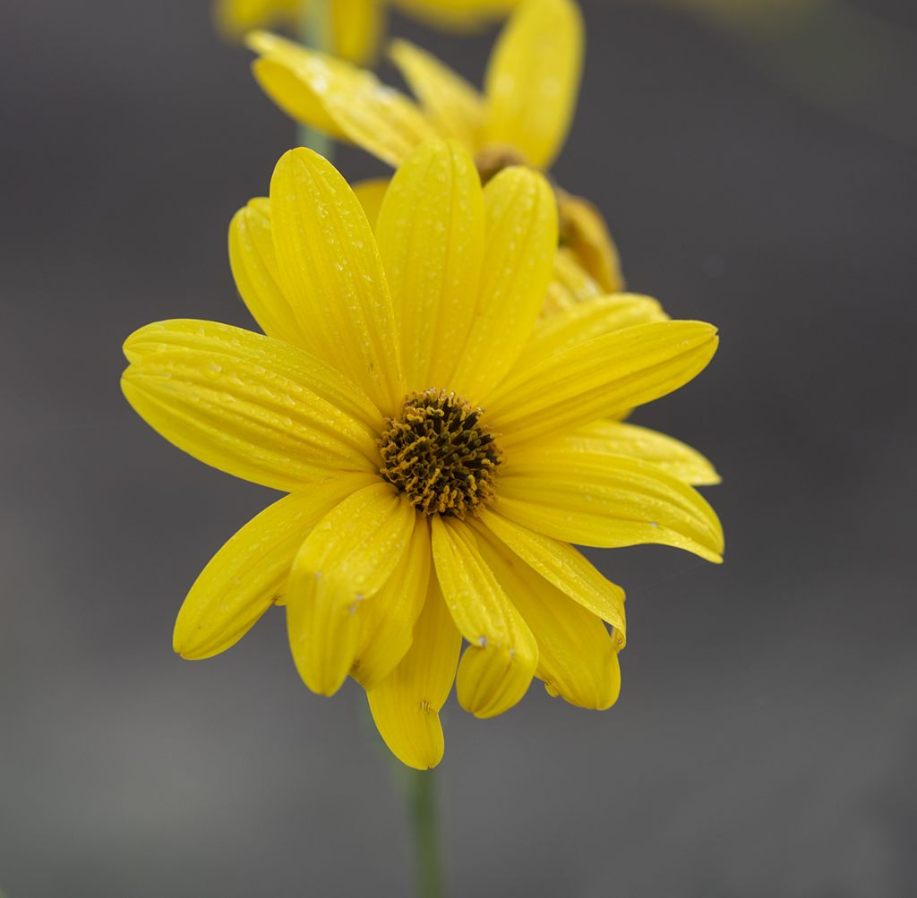 Helianthus tuberosus / Topinambur