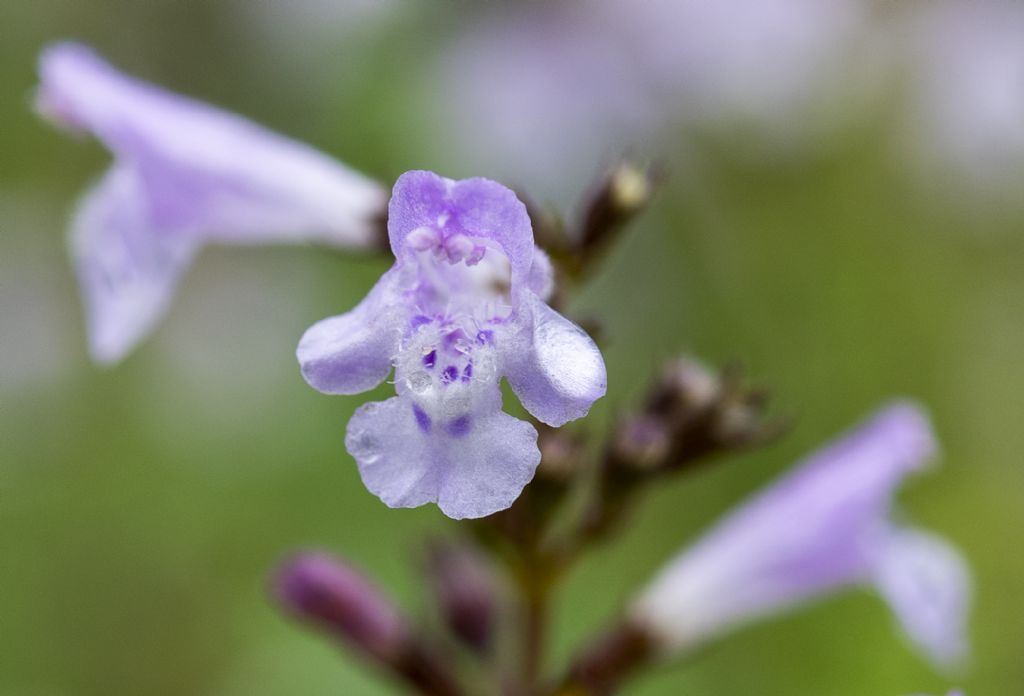 Fiore di Nepitella?