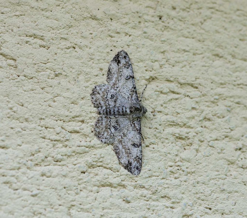 Ascotis selenaria, Geometridae