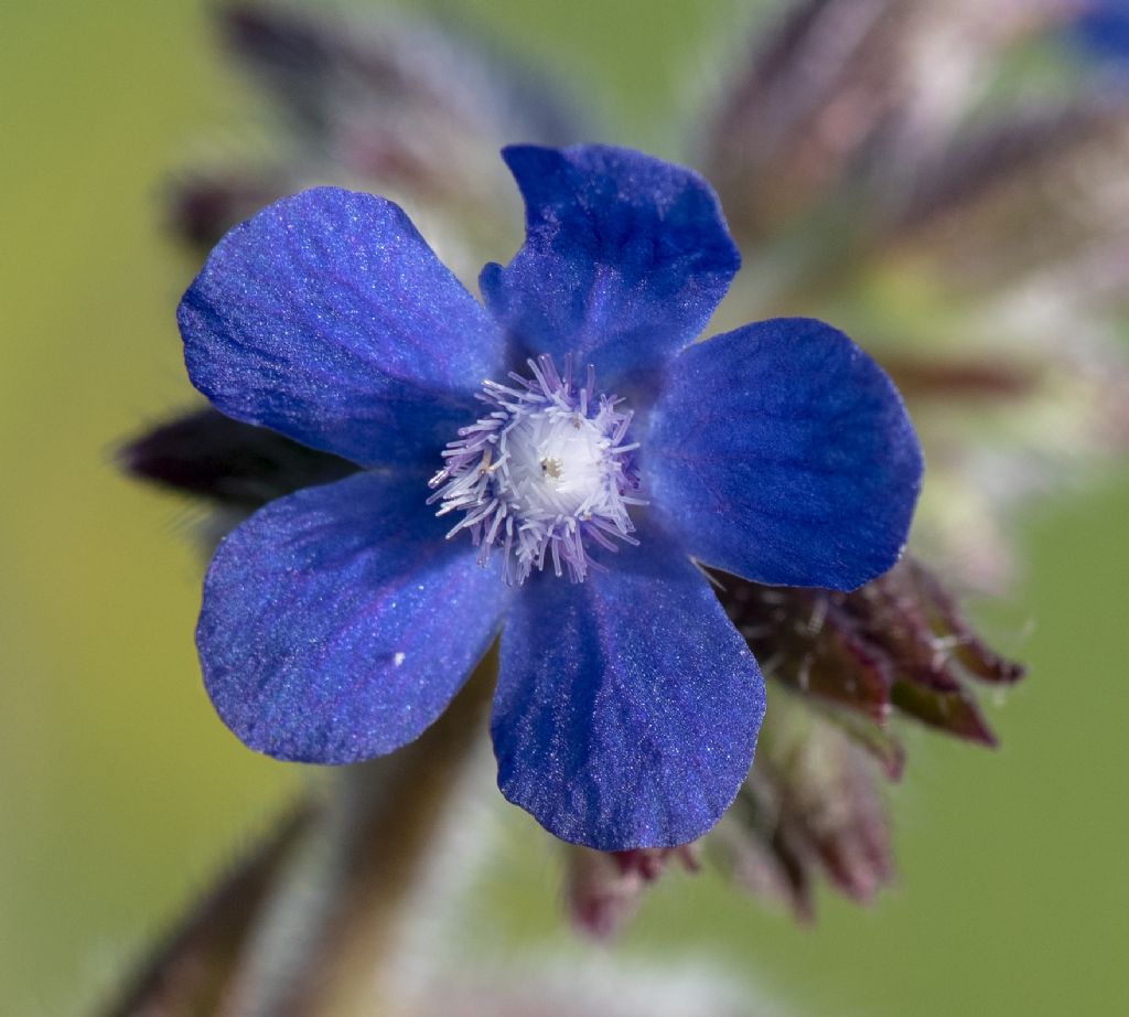 Anchusa azurea (Boraginaceae)