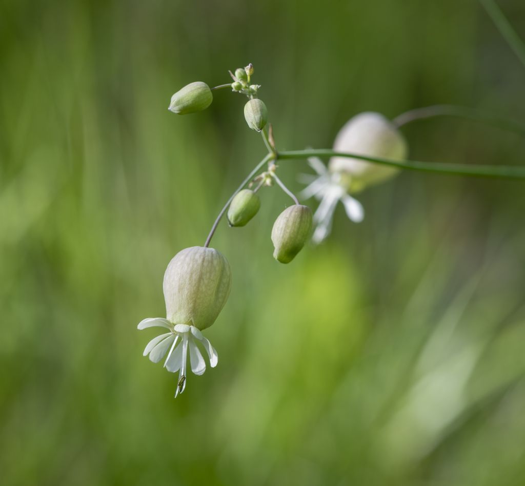 Silene vulgaris (Caryophyllaceae)