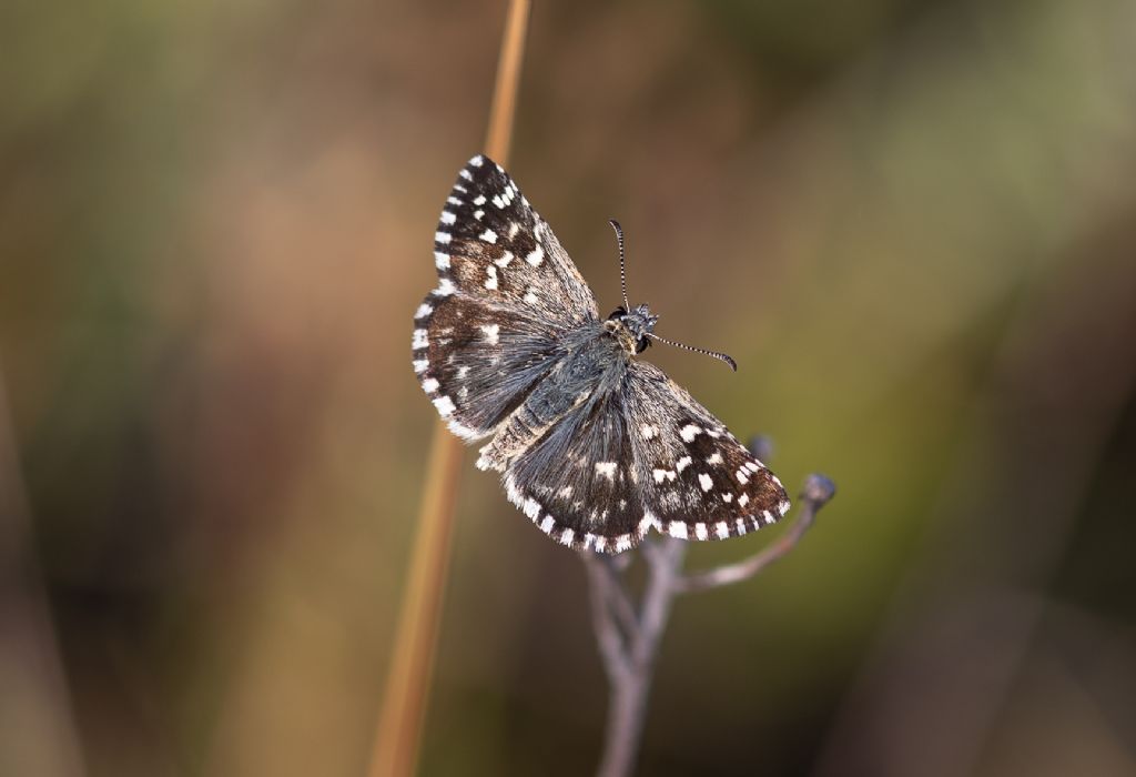 Identificazione: Pyrgus malvoides - Hesperiidae