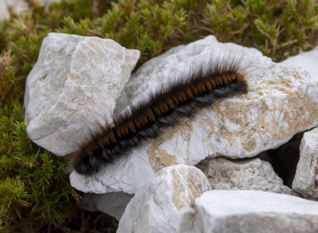 Macrothylacia rubi - Lasiocampidae