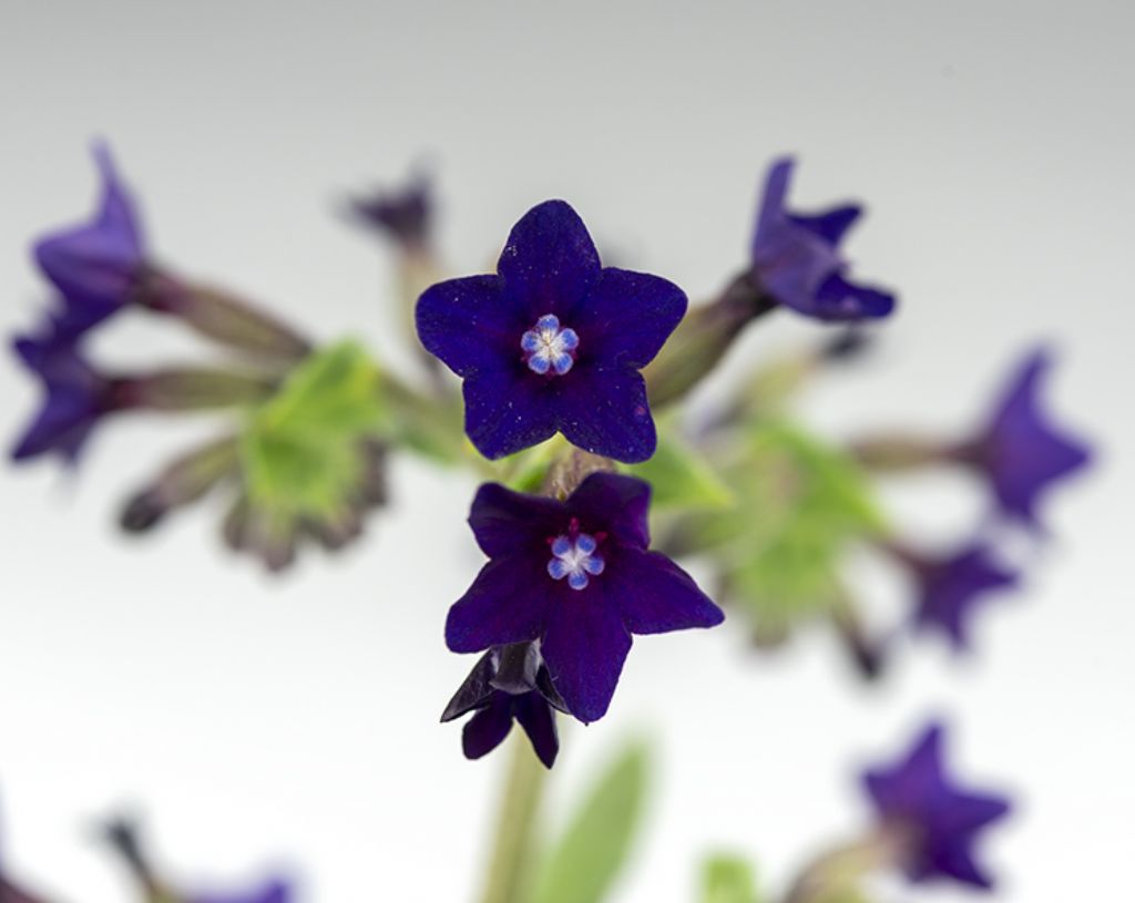 Anchusa sp. (Boraginaceae)