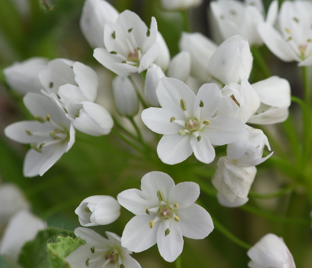 Fiori di aglio selvatico? S, Allium cfr. neapolitanum