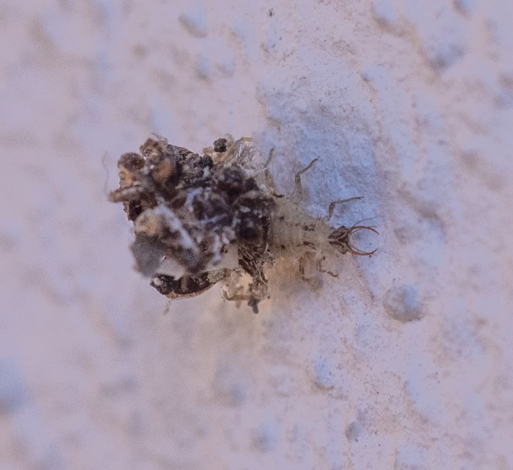 Larva di Chrysopidae da id.