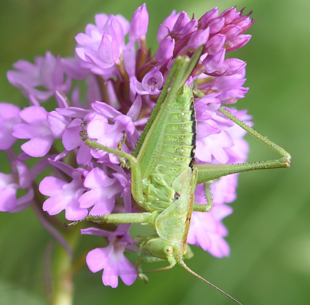 ninfa di Tettigonia sp.