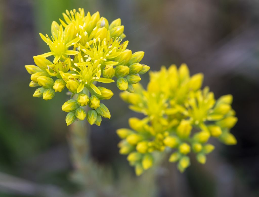 identificazione (Sedum cfr. rupestre)