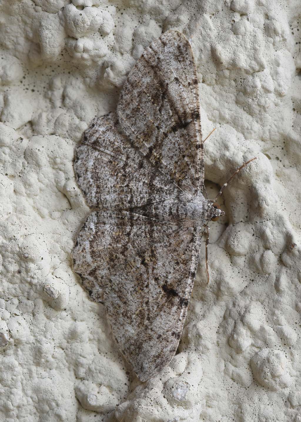 Peribatodes rhomboidaria - Geometridae