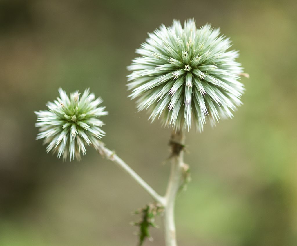 infiorescenza sfiorita di Echinops sp.