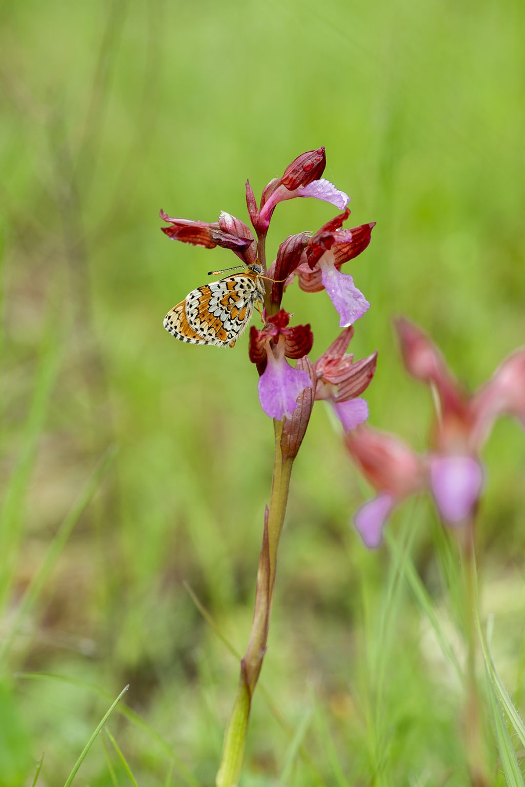 Melitaea cinxia - Nymphalidae