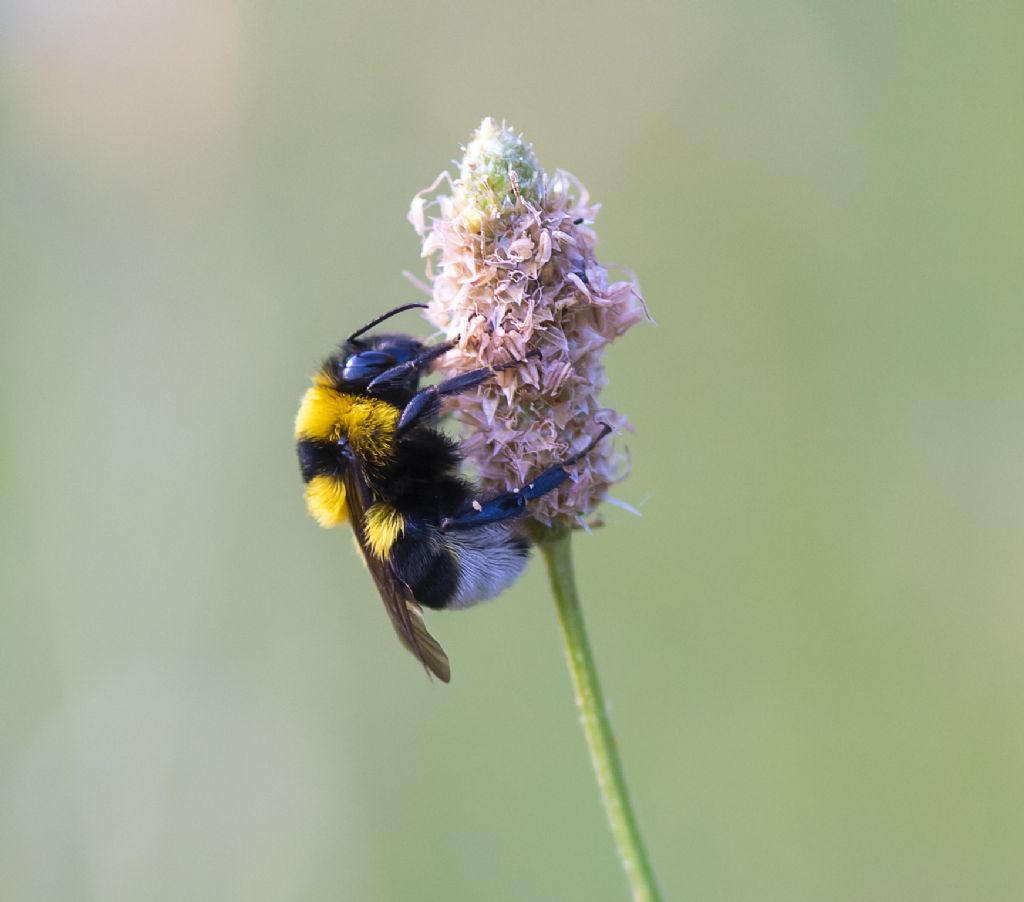 Apidae: Bombus ruderatus, femmina (regina?)
