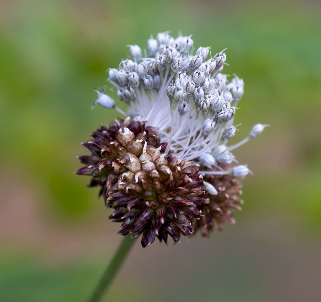 Allium vineale (Amaryllidaceae)