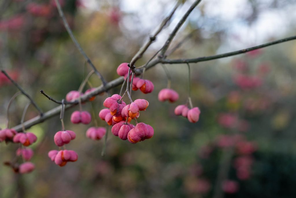 Euonymus europaeus