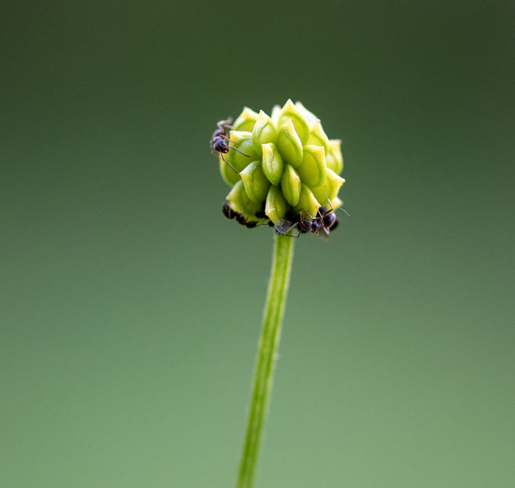 Determinazione