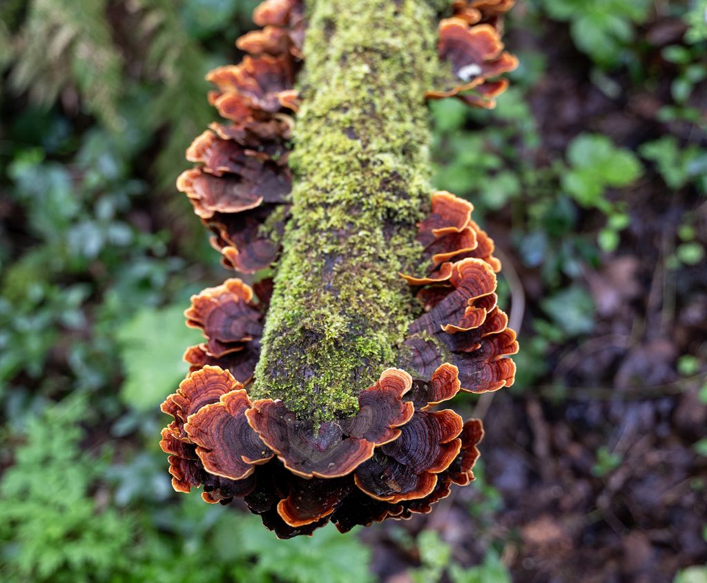 Identificazione