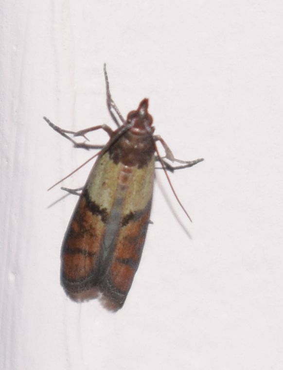 Che insetto ? Plodia interpunctella, tignola della farina (Pyralidae)