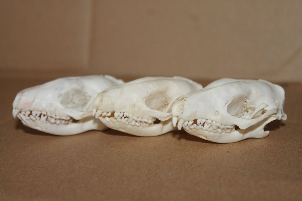 Cranio Riccio