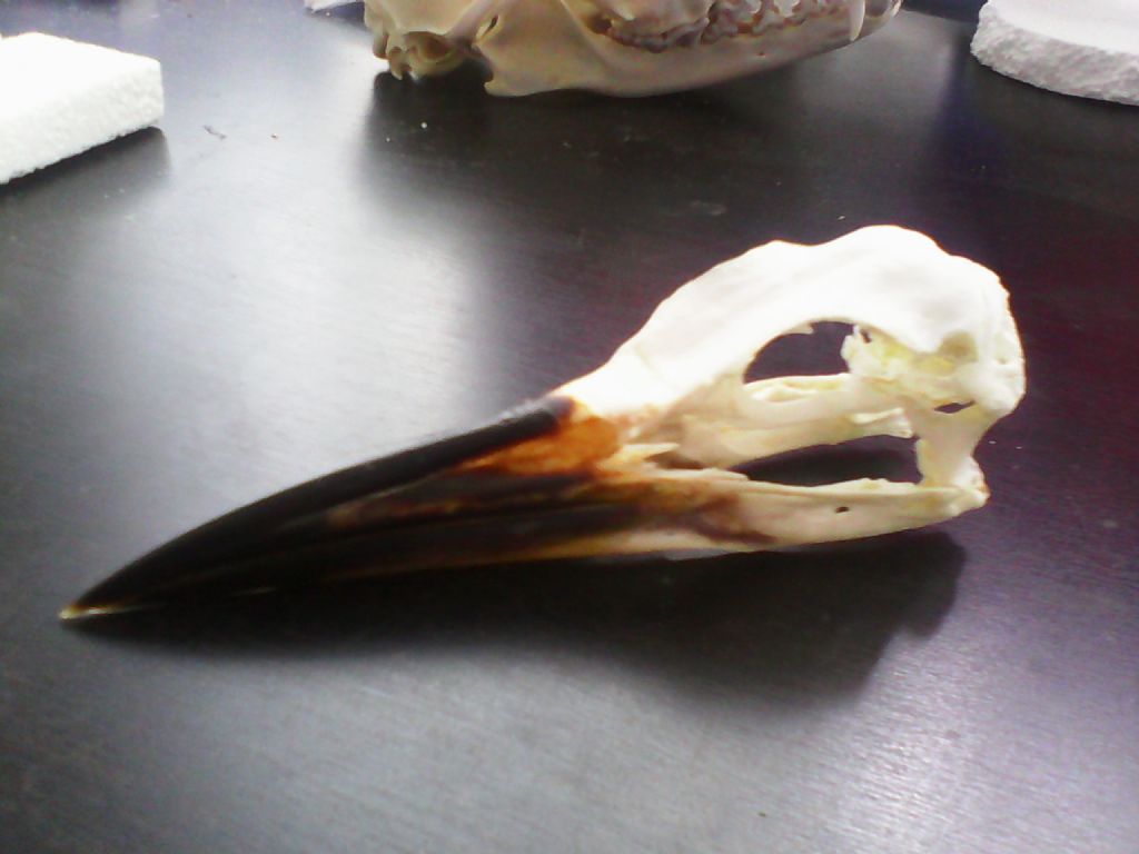 Identificazione cranio uccello