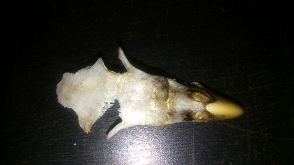 Frammento cranio uccello, Athene noctua?