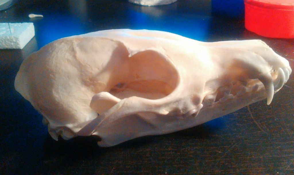 Cranio Volpe