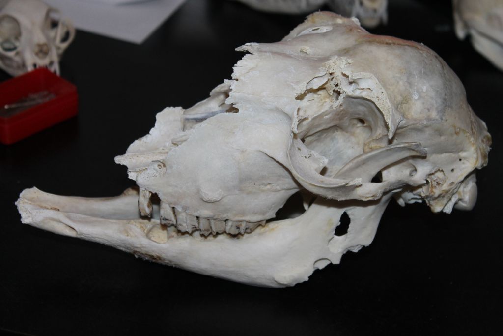 Ritrovamenti in Solfatara