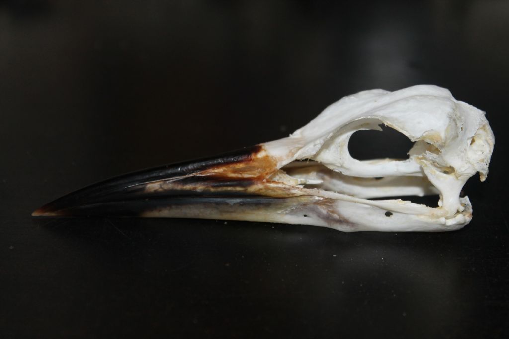 Ritrovamenti in Solfatara