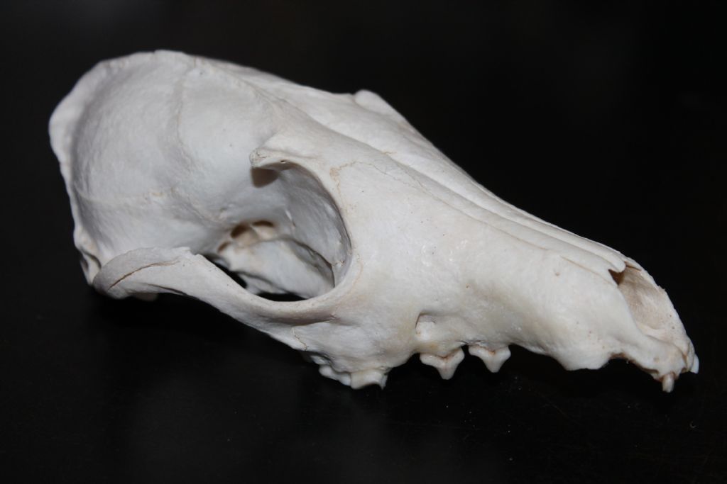 Ritrovamenti in Solfatara