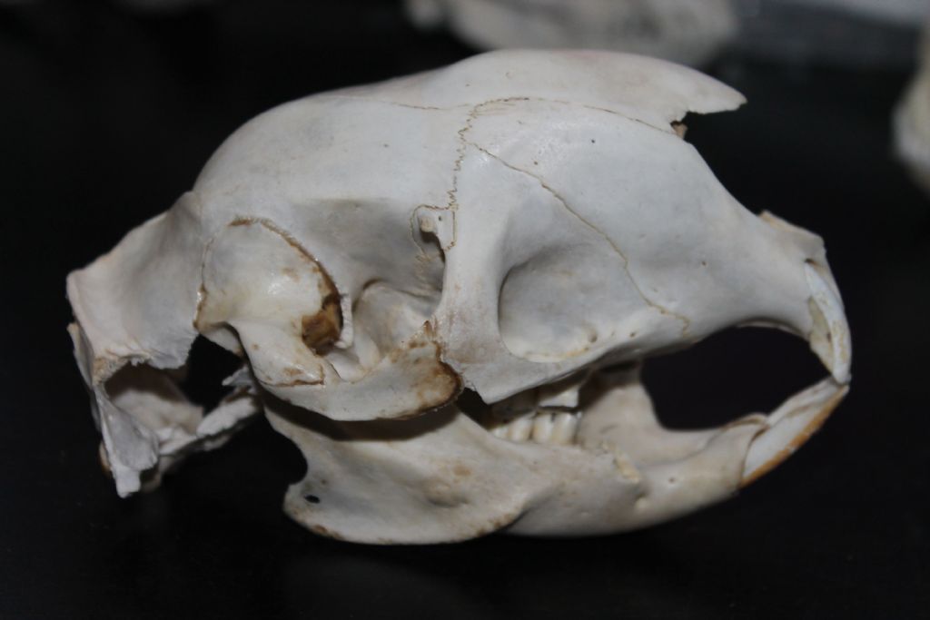 Ritrovamenti in Solfatara