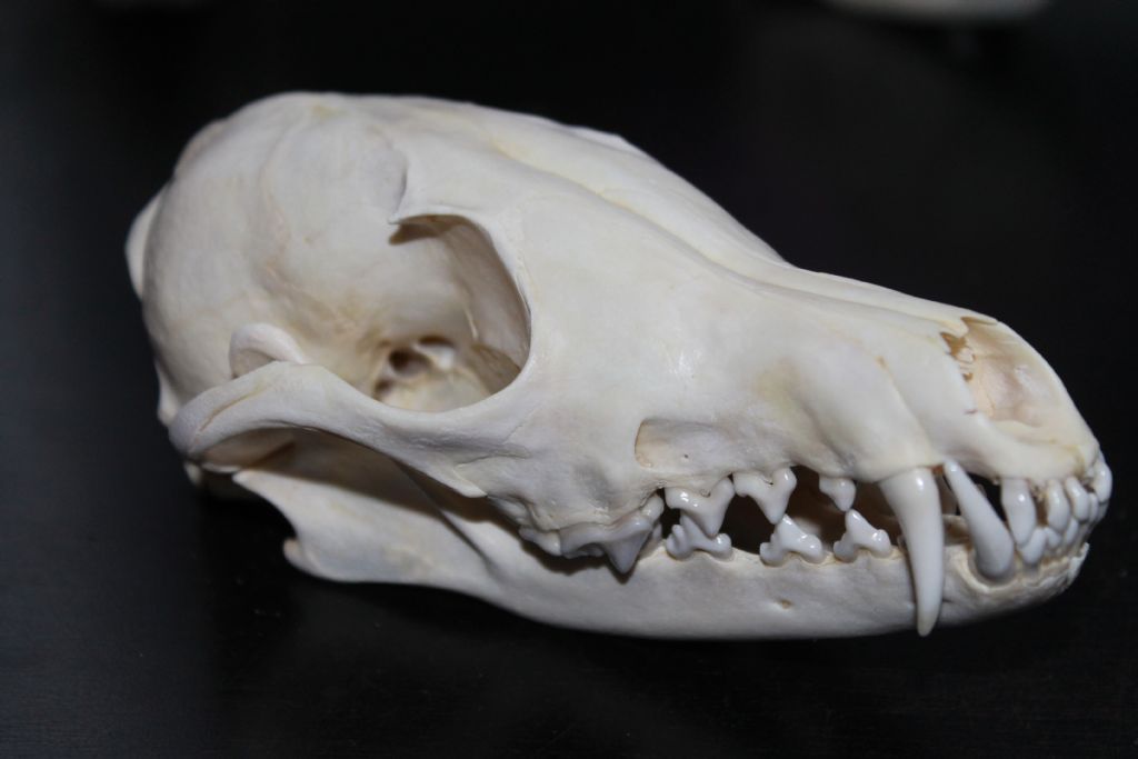 Cranio Volpe