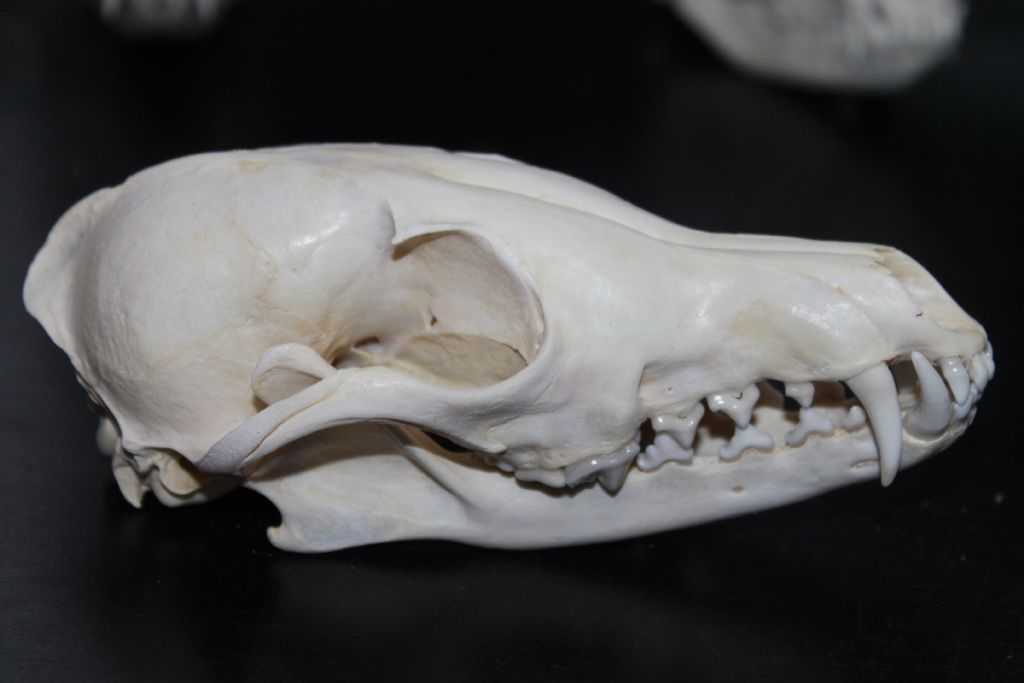 Cranio Volpe