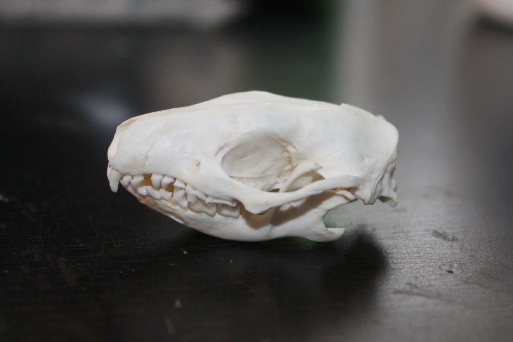 Cranio Riccio