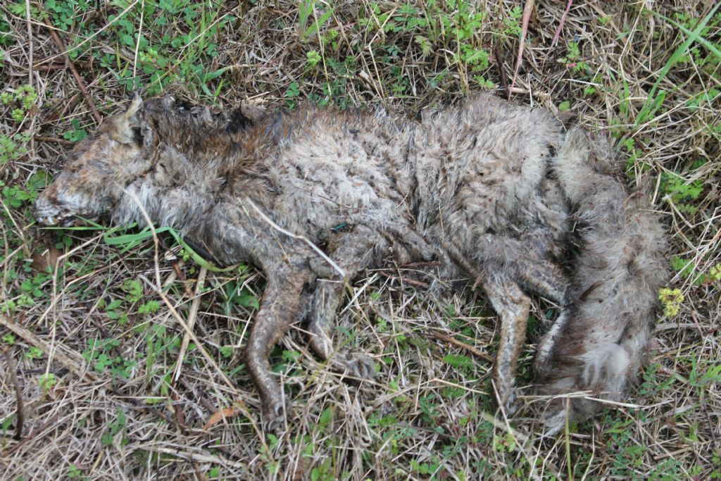 SEGNALAZIONI: Selvatici morti