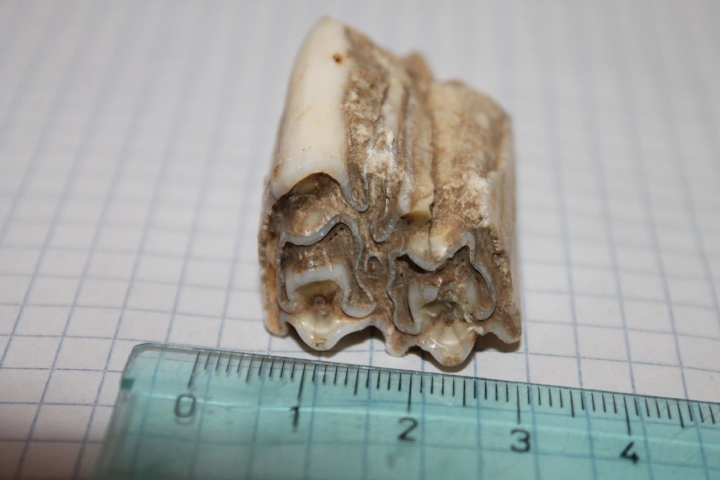 Identificaione Dente