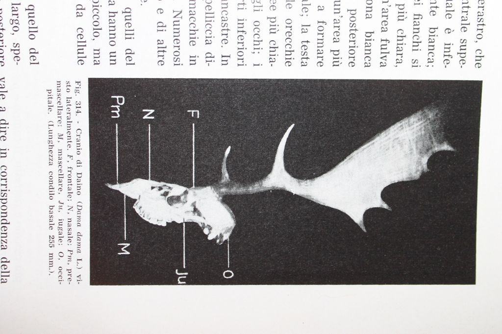 Distinguere crani di cervo e daino femmina.