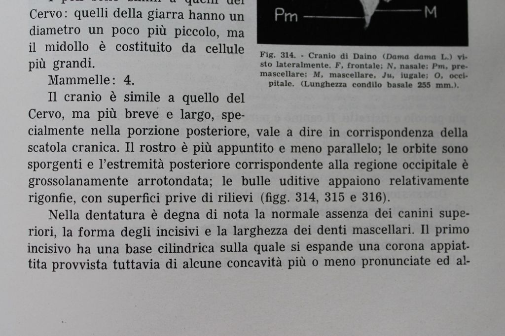 Distinguere crani di cervo e daino femmina.