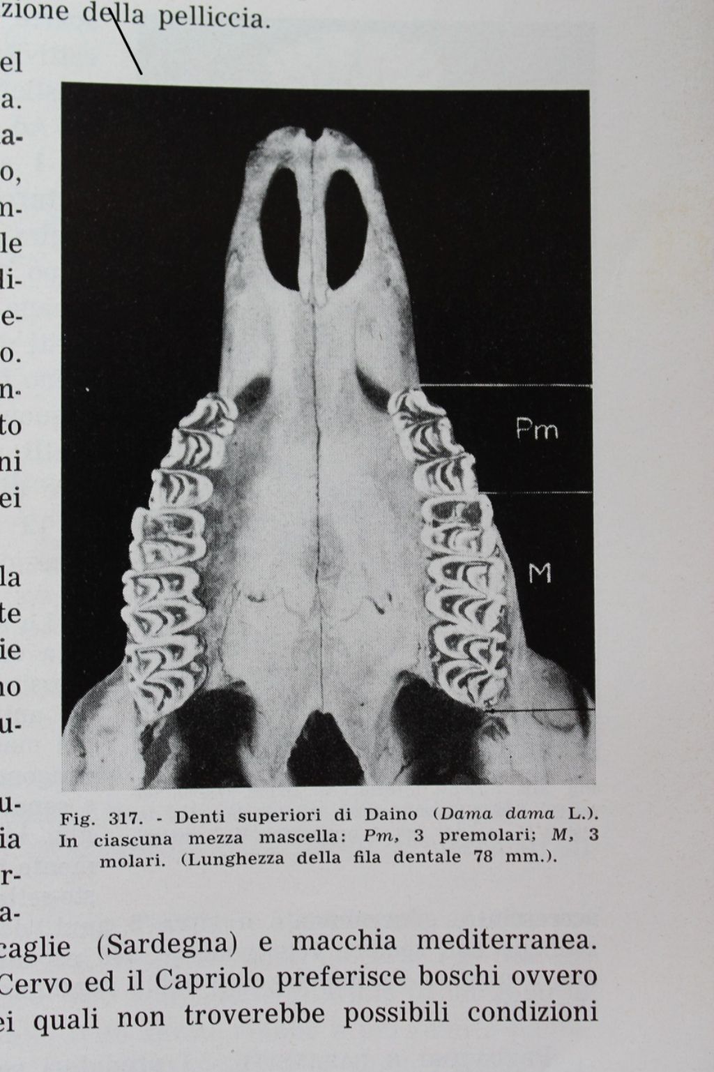 Distinguere crani di cervo e daino femmina.