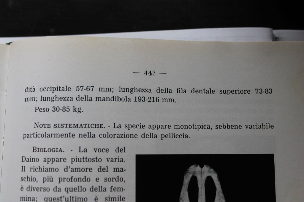 Distinguere crani di cervo e daino femmina.