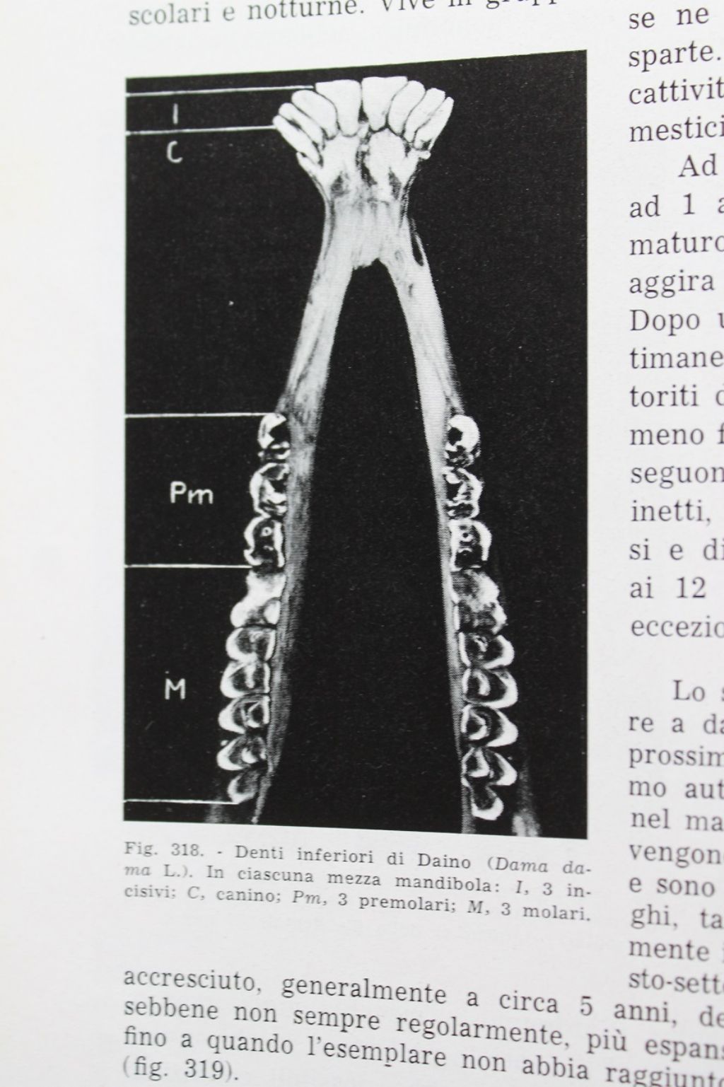 Distinguere crani di cervo e daino femmina.